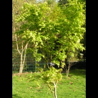 Acer palmatum cv Tsuri Nishiki (fam Aceracees) (1)